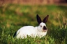 Californian Rabbits Breed - Information, Temperament, Size & Price | Pets4Homes