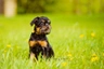 Grifón Belga Dogs Raza - Características, Fotos & Precio | MundoAnimalia