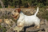 Sealyham Terrier Dogs Raza | Datos, Aspectos destacados y Consejos de compra | MundoAnimalia