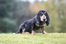 Basset Bleu De Gascogne Dogs Breed | Facts, Information and Advice | Pets4Homes