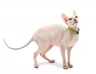 Donský sphynx Cats Informace - velikost, povaha, délka života & cena | iFauna