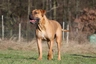 Boerboel Dogs Breed | Facts, Information and Advice | Pets4Homes