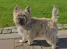 Cairn teriér Dogs Informace - velikost, povaha, délka života & cena | iFauna