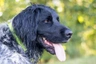Gran Münsterlander Dogs Raza | Datos, Aspectos destacados y Consejos de compra | MundoAnimalia