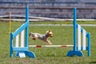 Yorkshire Terrier Dogs Raza - Características, Fotos & Precio | MundoAnimalia