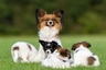 Papillon Dogs Breed - Information, Temperament, Size & Price | Pets4Homes