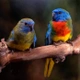 Neoféma modrohlavá Birds Informace - velikost, povaha, délka života & cena | iFauna