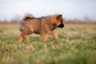 Eurasiër Dogs Ras: Karakter, Levensduur & Prijs | Puppyplaats