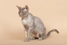 Devon Rex Cats Breed | Facts, Information and Advice | Pets4Homes