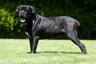 Cane Corso Dogs Breed | Facts, Information and Advice | Pets4Homes