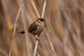 Amadina pruhovaná Birds Plemeno / Druh | Fakta, informace a rady | iFauna