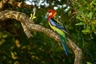 Rosela pestrá Birds Informace - velikost, povaha, délka života & cena | iFauna