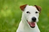 Parson Russell Terrier Dogs Raza - Características, Fotos & Precio | MundoAnimalia