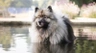Německý špic vlčí Dogs Informace - velikost, povaha, délka života & cena | iFauna