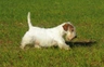 Sealyham Terriër Dogs Ras: Karakter, Levensduur & Prijs | Puppyplaats