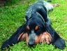 Modrý gaskoňský baset Dogs Informace - velikost, povaha, délka života & cena | iFauna
