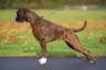 Boxer Dogs Raza - Características, Fotos & Precio | MundoAnimalia