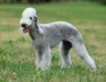 Bedlington Terrier Dogs Breed | Facts, Information and Advice | Pets4Homes