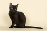 Bombay Cats Breed | Facts, Information and Advice | Pets4Homes