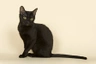 Bombay Cats Breed - Information, Temperament, Size & Price | Pets4Homes