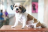 Shihpoo Dogs Breed | Facts, Information and Advice | Pets4Homes