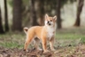 Japanese Shiba Inu Dogs Breed - Information, Temperament, Size & Price | Pets4Homes