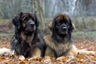 Leonberger Dogs Ras: Karakter, Levensduur & Prijs | Puppyplaats