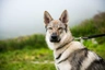 Perro Lobo Checoslovaco Dogs Raza - Características, Fotos & Precio | MundoAnimalia