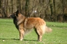Belgian Shepherd Dog Dogs Breed - Information, Temperament, Size & Price | Pets4Homes