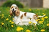 Cocker Spaniel Americano Dogs Raza - Características, Fotos & Precio | MundoAnimalia