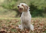 Catalaanse Herdershond Dogs Ras: Karakter, Levensduur & Prijs | Puppyplaats