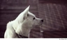 Perro Jindo Coreano Dogs Raza - Características, Fotos & Precio | MundoAnimalia