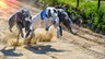 Greyhound Dogs Raza | Datos, Aspectos destacados y Consejos de compra | MundoAnimalia