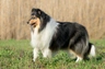 Kolie dlouhosrstá Dogs Informace - velikost, povaha, délka života & cena | iFauna