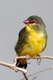 Zlatoprska malá Birds Informace - velikost, povaha, délka života & cena | iFauna