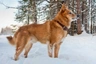 Finnish Spitz Dogs Breed | Facts, Information and Advice | Pets4Homes