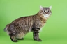 Kurilský bobtail  Cats Informace - velikost, povaha, délka života & cena | iFauna