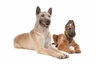 Laekense Herdershond Dogs Ras: Karakter, Levensduur & Prijs | Puppyplaats