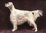 English Setter Dogs Breed - Information, Temperament, Size & Price | Pets4Homes