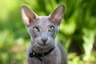 Orientální kočka Cats Informace - velikost, povaha, délka života & cena | iFauna