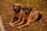 Rhodesian Ridgeback Ras | Feiten & Karekter | Puppyplaats
