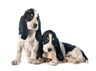 Švýcarský honič Dogs Informace - velikost, povaha, délka života & cena | iFauna