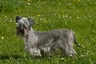Cesky Terrier Dogs Breed | Facts, Information and Advice | Pets4Homes