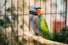 Alexandr čínský Birds Informace - velikost, povaha, délka života & cena | iFauna
