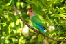 Agapornis růžohrdlý Birds Informace - velikost, povaha, délka života & cena | iFauna