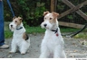 Foxteriér drsnosrstý Dogs Informace - velikost, povaha, délka života & cena | iFauna