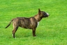English Bull Terrier Dogs Raza - Características, Fotos & Precio | MundoAnimalia