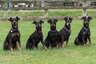 Manchester Terrier Dogs Raza | Datos, Aspectos destacados y Consejos de compra | MundoAnimalia