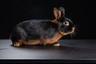Tan Rabbits Breed - Information, Temperament, Size & Price | Pets4Homes