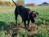 Bandog Dogs Informace - velikost, povaha, délka života & cena | iFauna
